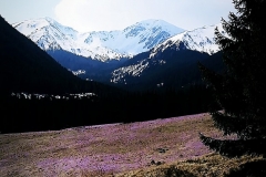 Autor - Oliwia Kasprzyk